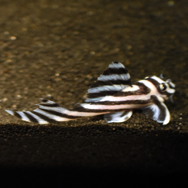L046 Zebra-Harnischwels, Hypancistrus zebra